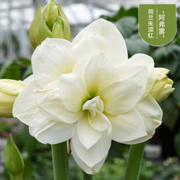 荷兰进口重瓣朱顶红大种球多年生球根花卉盆栽地栽观花植物种阿弗雷16 17cm 图片价格品牌报价 京东