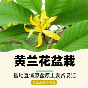 白兰花盆栽花卉植物室内黄兰花嫁接苗大黄桂树苗带花苞浓香型黄桷兰好养阳台庭院绿植原盆带土发货黄兰4年苗 高度 60 70cm 带盆发货 图片价格品牌报价 京东