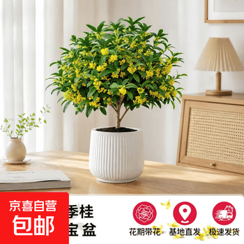 聚宝盆植物品牌及商品- 京东