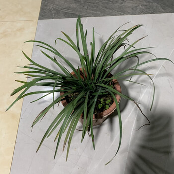 潮汕仙草苗石榴花抹草春草吉祥草三叶草阳台盆栽喜庆吉祥植物 春草(小