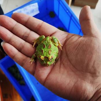 两栖草莓南瓜黄金爬宠非洲牛蛙宇治青蛙- 小亚成绿薄荷角蛙(3到4cm)