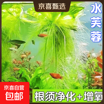 水芙蓉植物品牌及商品- 京东