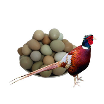 帆儿庄园 散养野鸡蛋 新鲜土鸡蛋 七彩山鸡蛋 10个装