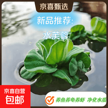 水芙蓉植物品牌及商品- 京东