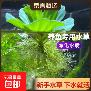 水芙蓉植物品牌及商品- 京东