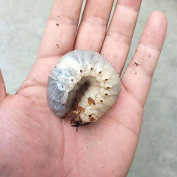 宠以沫 Chong Yimo 独角仙成虫宠物大个体甲虫活物活体幼虫2只 图片价格品牌报价 京东