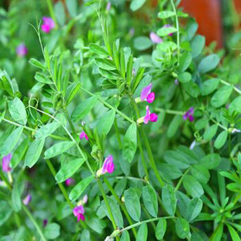 肥田萝卜种籽秋冬绿肥紫云英毛苕白三叶苜蓿绿肥种子 绿肥毛苕子一斤