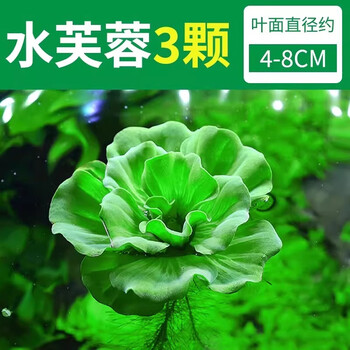 水芙蓉价格报价行情- 京东