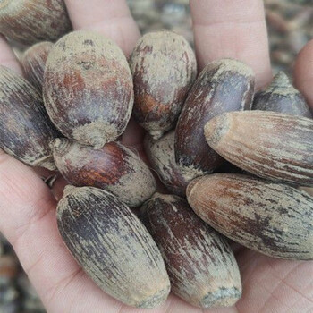 食芳溢广西野生狗鞭果风流果猪仔粒男人泡酒中材干货毛毛果锁阳果