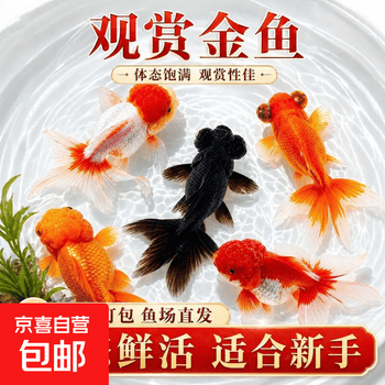 观赏鱼狮子头排行- 京东