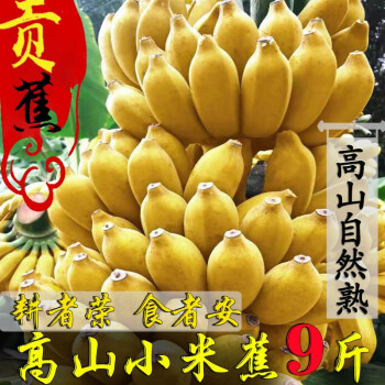 阿树尚香蕉 广西小米蕉大香蕉 芭蕉 新鲜水果 生鲜 9斤装