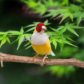 七彩文雀鳥活體珍珠鳥活物灰白寵物鳥十姐妹成年種鳥保姆鳥籠 七彩金