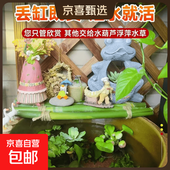 水芙蓉植物品牌及商品- 京东