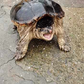 曦牛 食用鱷魚龜北美鱷魚龜小鱷龜苗烏龜活體大鱷寵物龜觀賞水龜肉龜