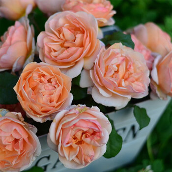 虹越 进口月季花苗6l大花盆栽苗弗洛里安娜德国月季系列庭院蔷薇玫瑰花卉盆栽月季花苗 图片价格品牌报价 京东