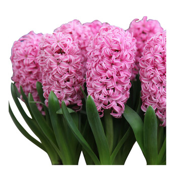 【虹越】荷兰进口 水培风信子单球入 春季开花种球球根花卉植物 芬达