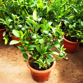 带果发货海南青金桔树苗小青桔小金桔盆栽奶茶店用青柠苗阳台客厅 八