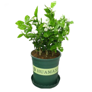 意轩花卉盆栽白茉莉白色茉莉花苗重瓣茉莉白茉莉盆栽茉莉 白茉莉3年苗【带花苞】