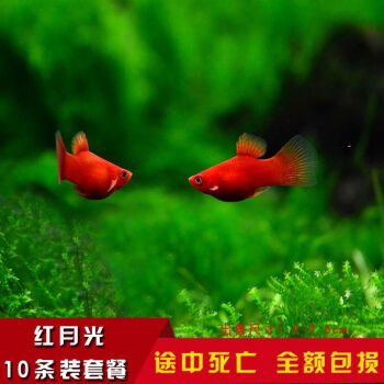 黑瑪麗魚皮球魚活體瑪麗魚月光魚孔雀魚熱帶魚觀賞魚胎生魚紅球魚 紅