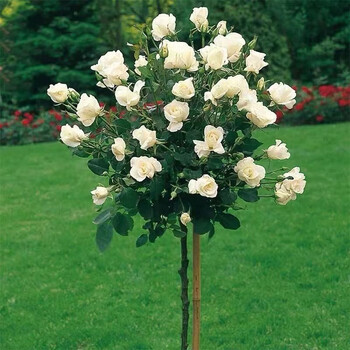 树状月季花 树形月季大花月季品种 室内阳台庭院别墅点缀花卉当年多季