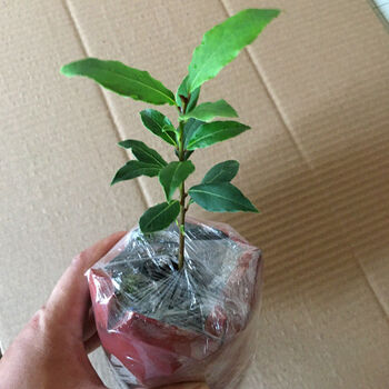 爵谷香叶树苗可食用调料树地中海月桂树庭院阳台花卉植物南方北方种植