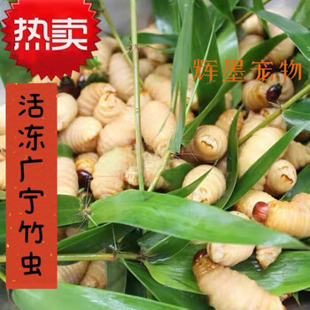 荣郁 速冻食用广宁大竹虫竹笋虫竹蛹大竹蛆笋蛆笋子虫活鲜速冻半斤 2500g5斤装活冻竹虫【图片 价格 品牌 报价】-京东