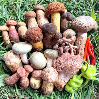 菌组合杂菌牛肝菌鸡枞荔枝斗鸡菇松茸青头菌食用蘑菇 纯野生菌组合