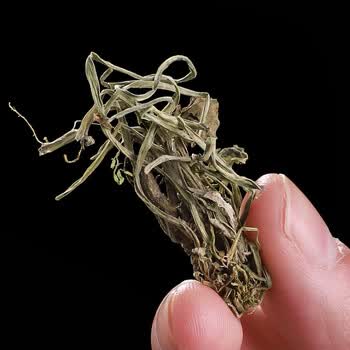 地丁草新鲜500g草药干泡茶散装中药材非粉野生特级紫花地丁茶 紫花