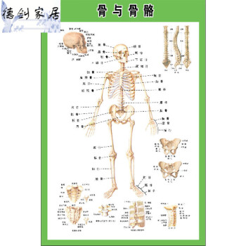 可狄人體內臟解剖示意圖全身器官分佈圖醫院心臟解剖掛圖醫學海報 骨