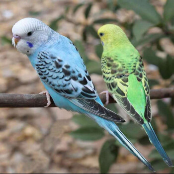 真果沁 虎皮鸚鵡活鳥手養鳥會說話鸚鵡寵物鸚鵡活體鸚鵡送運輸籠 【包