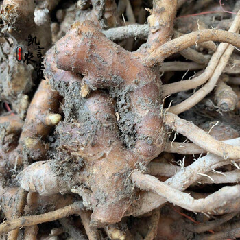 【农友】阳春风姜新鲜月子姜特产自种高良姜产后月婆姜老风姜2斤 500g