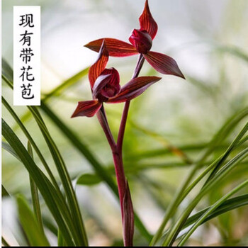 兰花春兰红素价格报价行情- 京东