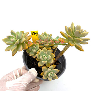 淡雪胧月科属多肉植物老桩群生大株向阳派园艺359号幽灵公主12cm盆散群两年桩裸根不带土 图片价格品牌报价 京东