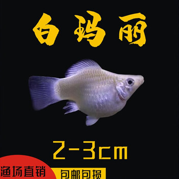 玛丽鱼玛丽球胎生鱼好养直接生小鱼米奇孔雀鱼热带鱼