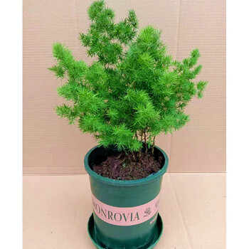 蓬莱松盆栽好养活植物室内花卉常青室内盆栽绿植3年苗3 4分支加仑盆含盆 图片价格品牌报价 京东