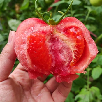 好乐果陕西泾阳普罗旺斯西红柿自然熟沙瓤生吃水果番茄新鲜蔬菜生鲜