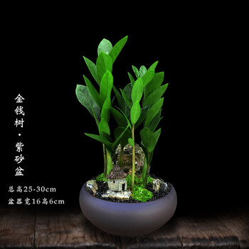造型盆栽办公室内绿植蓬莱松吸甲醛桌面植物栽好发货花 紫砂盆金钱树