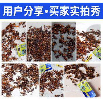 灭害灵杀蟑螂药 蟑螂胶饵全窝端 家用 饭店 驱蟑螂捕捉器 药粉贴10g