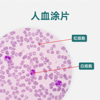 人血涂片生物显微镜标本切片红细胞白细胞显像清晰易观察显微玻片 人