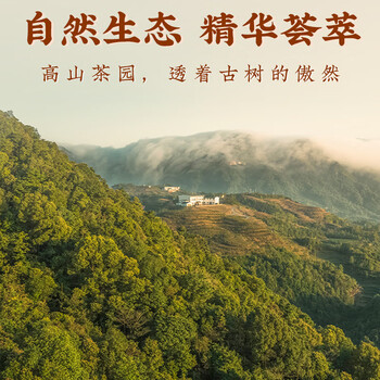 珍茶师乌龙茶凤凰单枞鸭屎香特级500g礼盒装潮州单丛茶叶节日送礼