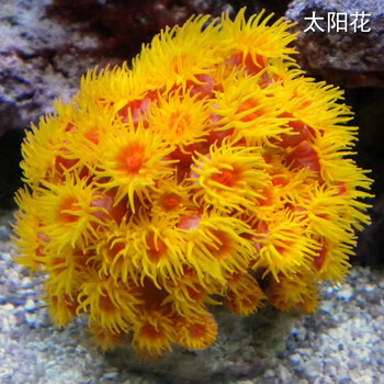 珊瑚　花？ 太阳花珊瑚价格报价行情- 京东