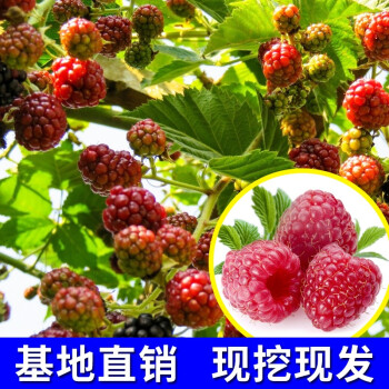 黑樹莓南方北方果樹苗盆栽地栽當年結果 12年庭院別墅豐產(品種留言)