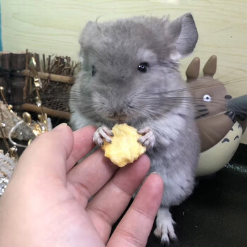 仟芸龙猫活体幼崽 龙猫活物毛丝鼠可爱家养宠物鼠活宠 紫灰妹妹