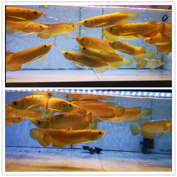 金龙鱼活鱼过背金龙鱼苗超血辣椒赤血红龙鱼活体芯片证书虎鱼观赏高背