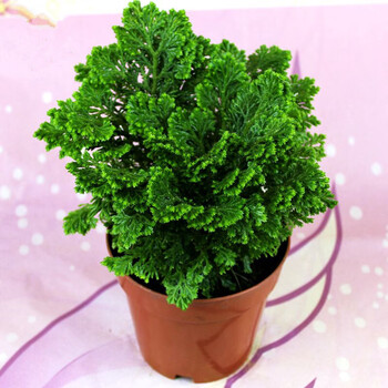 卷柏盆栽不死草石柏岩柏九死还魂草蕨类植物野生盆景盆栽不含盆2盆起拍看好在拍谢谢不含盆 图片价格品牌报价 京东