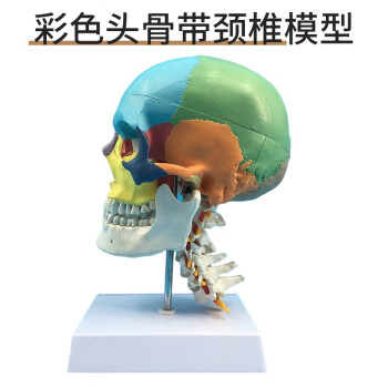 骨头模型型号规格- 京东
