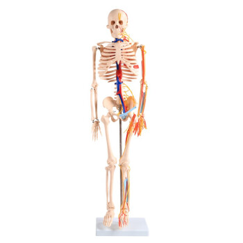 最安値挑戦 人体模型85cm 骨格標本 - アンティーク/コレクション