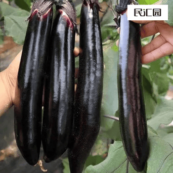 自然之星茄瓜价格报价行情- 京东