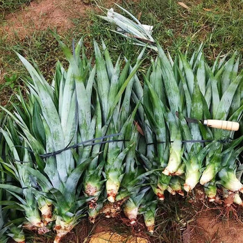 苏怡台湾金钻凤梨苗阳台庭院盆栽 地菠萝果树苗南方盆栽地栽带叶 17号