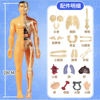 人体模型 3d模型骨骼品牌及商品- 京东